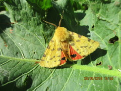 Diacrisia purpurata
