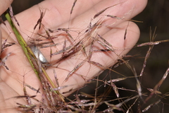 Capillipedium spicigerum