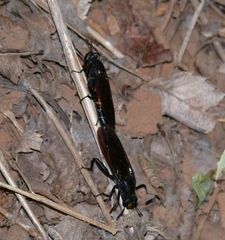 Mydas chrysostomus