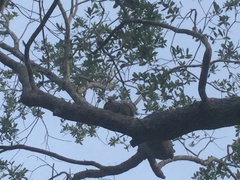 Sciurus carolinensis