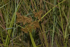 Cyperus pilosus
