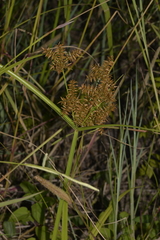 Cyperus pilosus