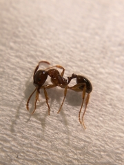 Aphaenogaster subterranea