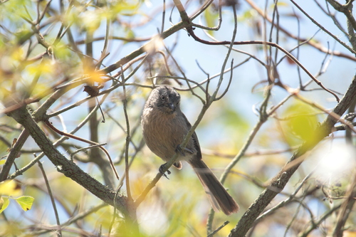 iNaturalist observation photo of Wrentit