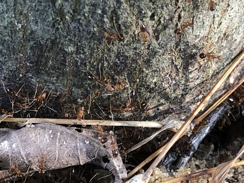 Yellow Crazy Ant