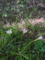 Zephyranthes atamasco