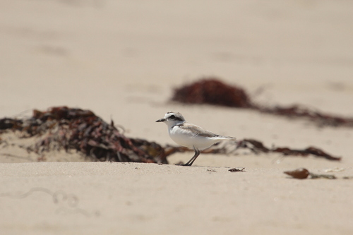 iNaturalist observation photo of Snowy Plover