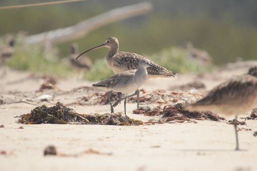 iNaturalist observation photo of Willet