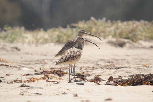 iNaturalist observation photo of Long-billed Curlew