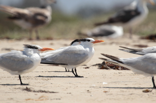 iNaturalist observation photo of Royal Tern