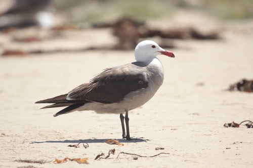 iNaturalist observation photo of Heermann's Gull