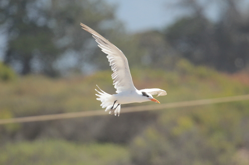 iNaturalist observation photo of Royal Tern