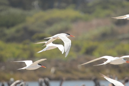 iNaturalist observation photo of Elegant Tern