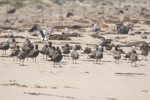 iNaturalist observation photo of Heermann's Gull
