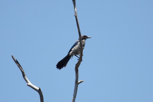 iNaturalist observation photo of California Scrub-Jay
