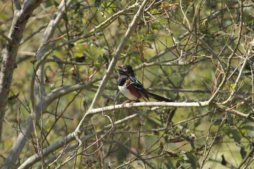 iNaturalist observation photo of Spotted Towhee