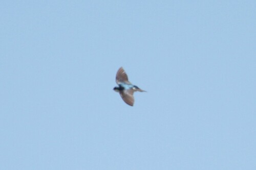 iNaturalist observation photo of Tree Swallow