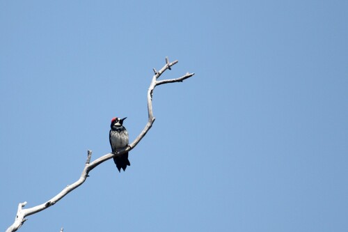 iNaturalist observation photo of Acorn Woodpecker