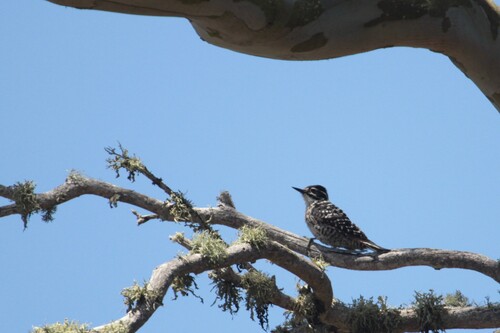 iNaturalist observation photo of Nuttall's Woodpecker