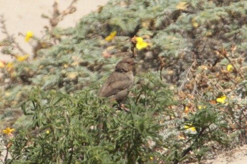 iNaturalist observation photo of California Towhee