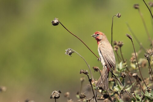 iNaturalist observation photo of House Finch