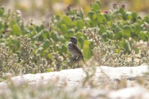 iNaturalist observation photo of Savannah Sparrow