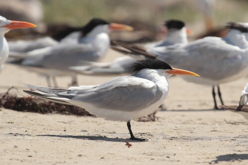iNaturalist observation photo of Elegant Tern