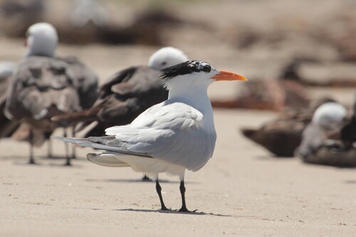 iNaturalist observation photo of Royal Tern