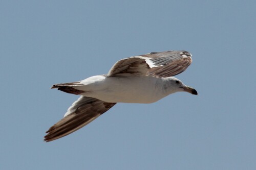 iNaturalist observation photo of Western Gull