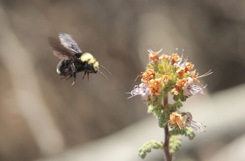 iNaturalist observation photo of Yellow-faced Bumble Bee