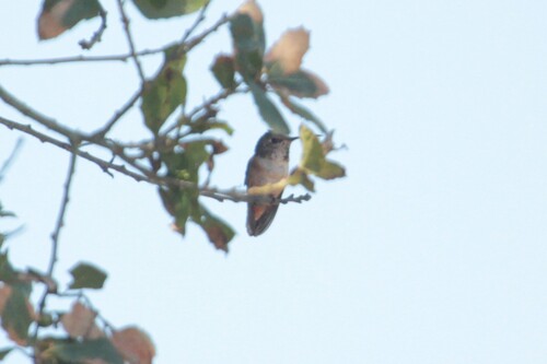 iNaturalist observation photo of Allen's Hummingbird