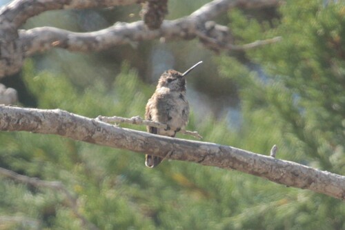 iNaturalist observation photo of Anna's Hummingbird