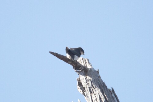 iNaturalist observation photo of Tree Swallow