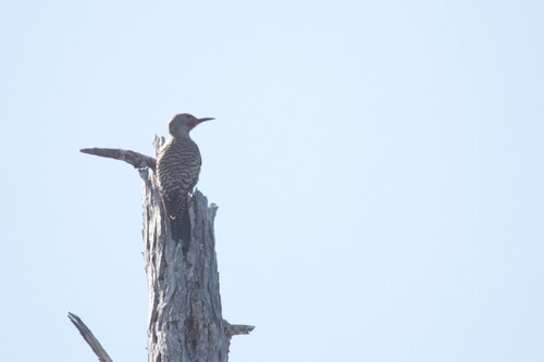 iNaturalist observation photo of Northern Flicker