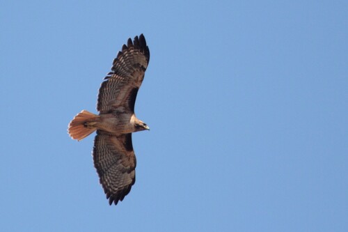 iNaturalist observation photo of Red-tailed Hawk