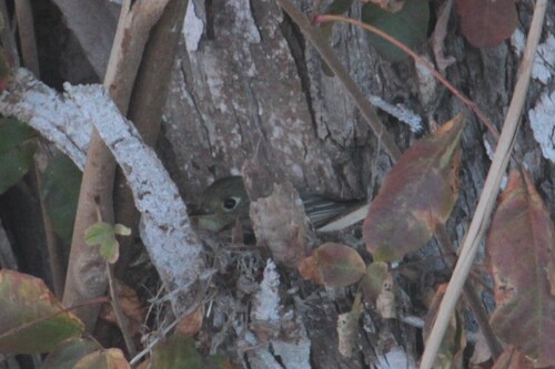 iNaturalist observation photo of Western Flycatcher