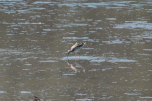 iNaturalist observation photo of Greater Yellowlegs