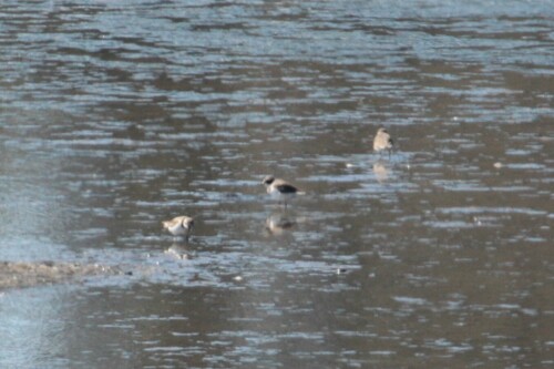 iNaturalist observation photo of Semipalmated Plover