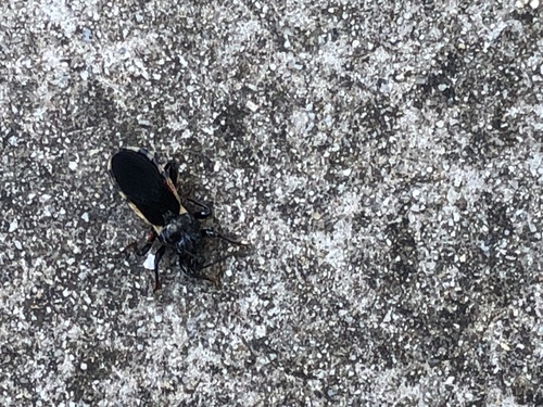 Ectrychotes andreae