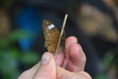 Bebearia laetitioides