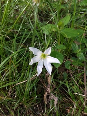 Zephyranthes atamasco
