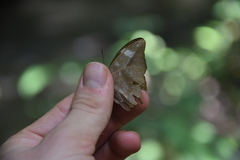 Bebearia laetitioides