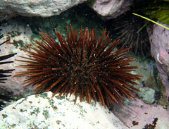 Heliocidaris tuberculata