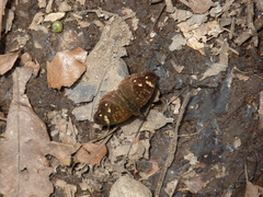 Anthanassa atronia