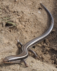 Plestiodon skiltonianus skiltonianus