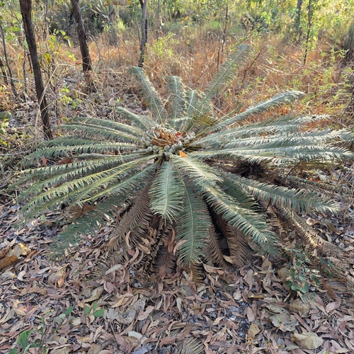 Cycas calcicola, photograph 1