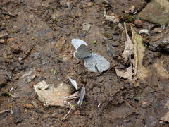 Celastrina echo gozora