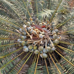 Cycas calcicola, photograph (c) Martin Rady, some rights reserved (CC BY)