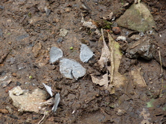 Celastrina echo gozora