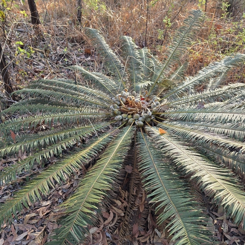 Cycas calcicola, photograph 3
